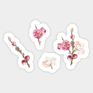 Peach blossom Sticker